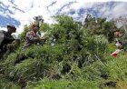 3,5 Hektar Ladang Ganja Ditemukan di Aceh Besar