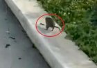 Wisatawan ke IKN Rekam Video Serbuan Hama Tikus