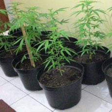 Tanam Ganja di Pot, Penghuni Apartemen Ditangkap