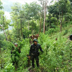 TNI Temukan Ladang Ganja Seluas 18,1 Hektar di Sumut